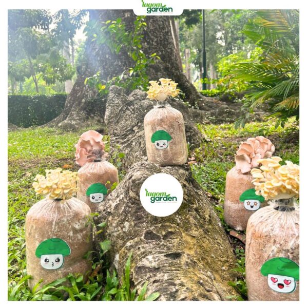 Bộ trồng nấm hữu cơ trọn gói tại nhà (Special Version) Five Fun Emoji