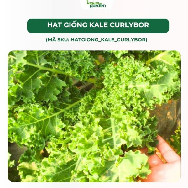 Hạt giống cải kale Mỹ Curlybor chính hãng