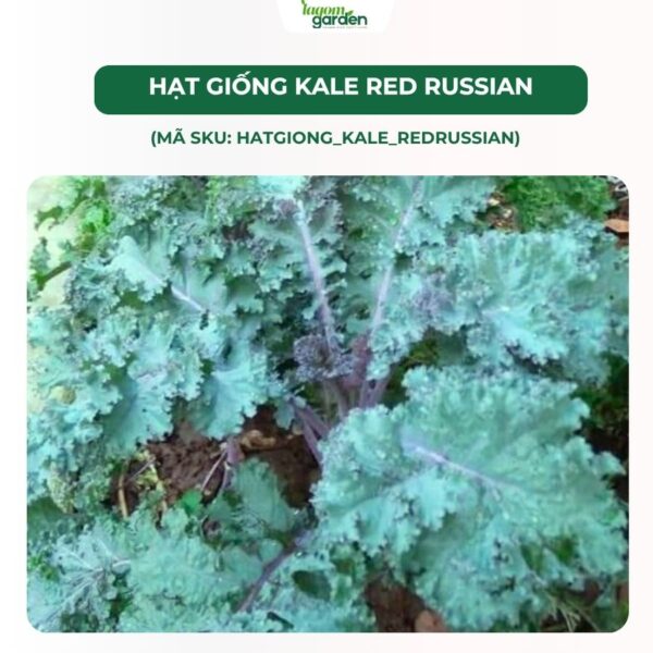 Hạt giống cải Kale Mỹ Red Russian