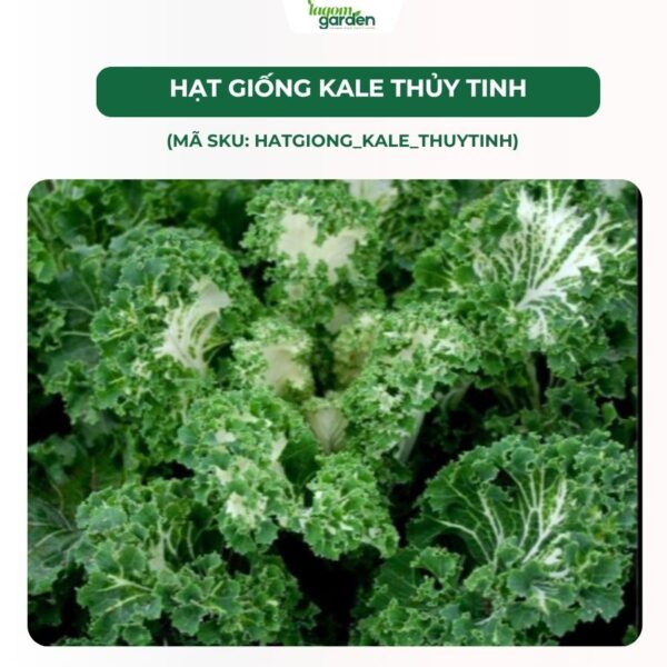 Hạt giống cải kale thủy tinh