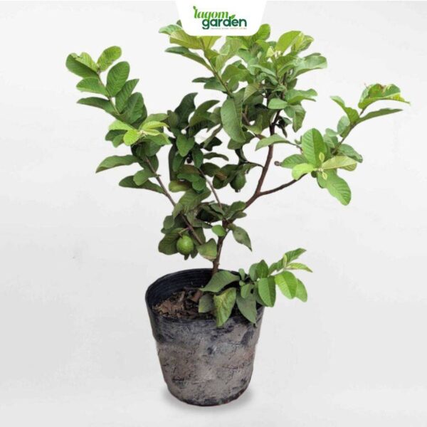 Cây ổi ruột đỏ Tân Châu giống hữu cơ trồng chậu