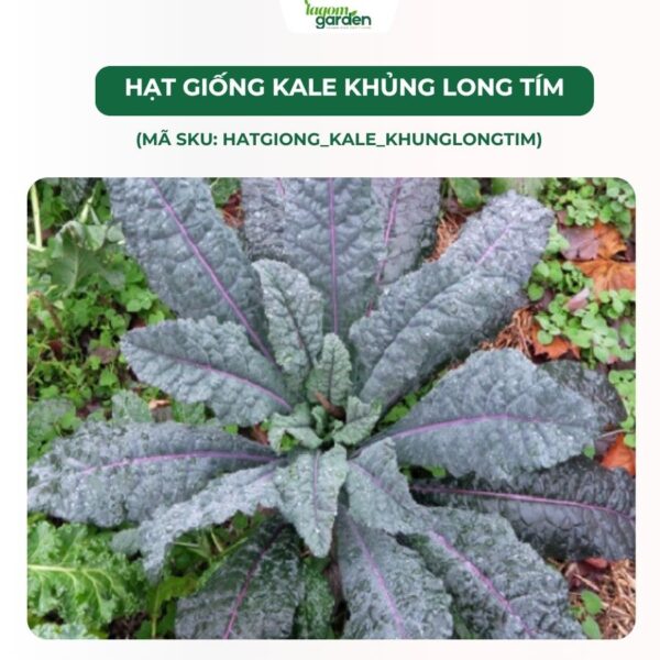 Hạt giống cải kale khủng long tím chính hãng