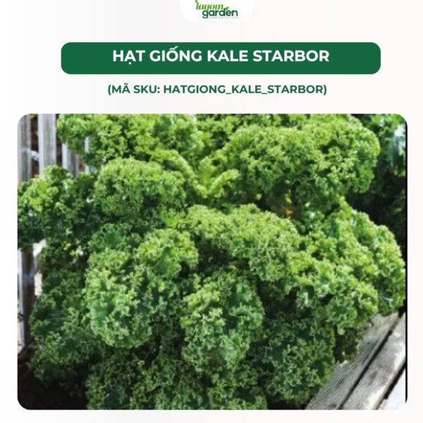 Hạt giống cải kale Mỹ Starbor chính hãng