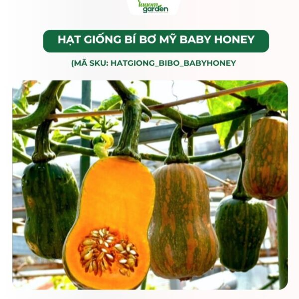 Hạt giống bí bơ Mỹ Baby Honey