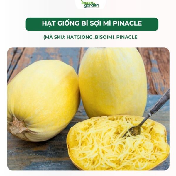 Hạt giống bí sợi mì Pinnacle chính hãng