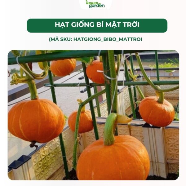 Hạt giống bí mặt trời chính hãng