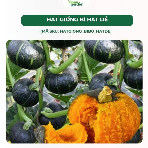 Hạt giống bí hạt dẻ chính hãng