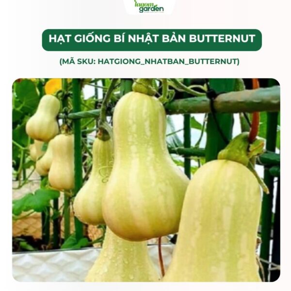 Hạt giống bí Nhật Bản Butter Nut chính hãng