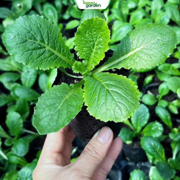 Combo 10 Chậu Cải ba miền hữu cơ chậu nhỏ