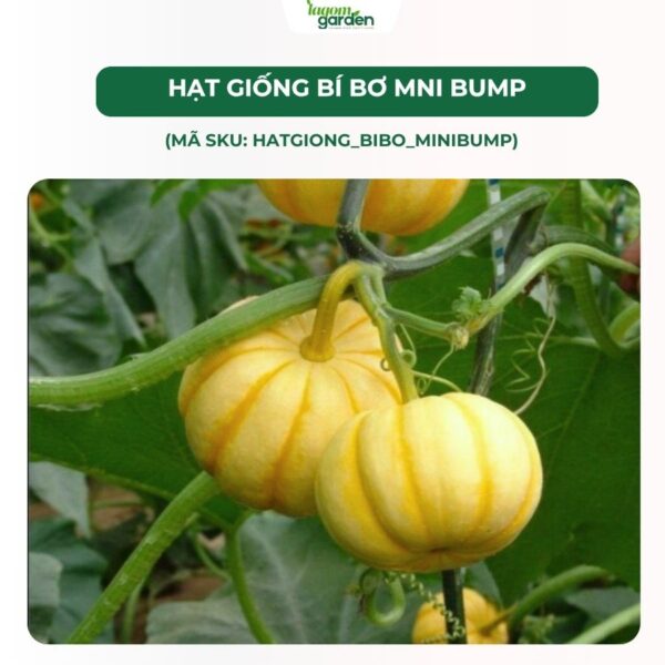 Hạt giống bí bơ mini Bump chính hãng