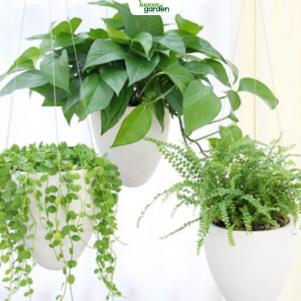 Chậu cây tự tưới treo hình trứng cao cấp