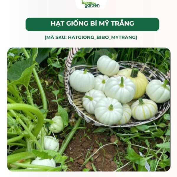 Hạt giống bí ngô trắng chính hãng