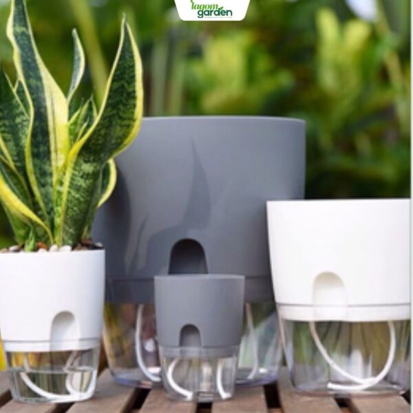 Chậu cây tự tưới trong suốt cao cấp