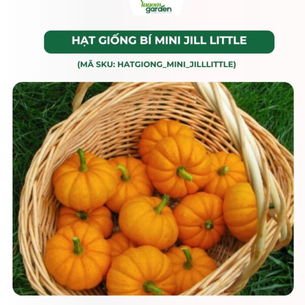 Hạt giống bí mini jill little chính hãng