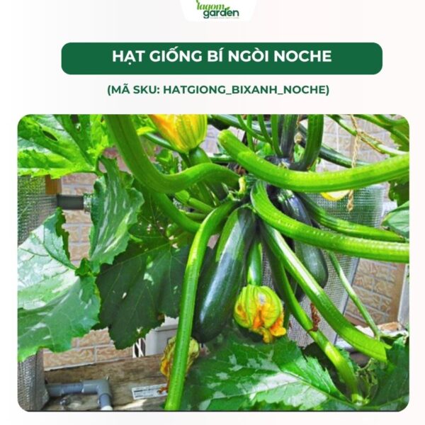 Hạt giống bì ngòi noche chính hãng