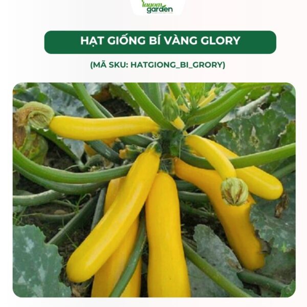 Hạt giống bì ngòi vàng glory chính hãng