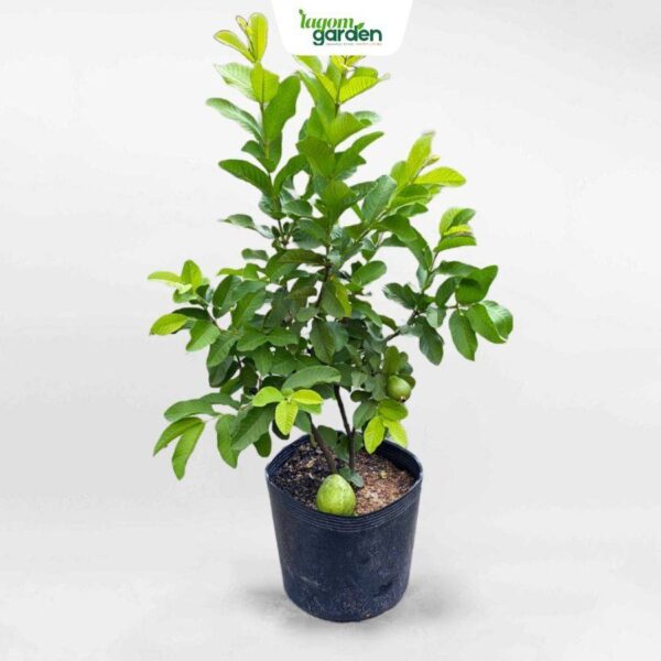 Cây ổi lê đài loan giống hữu cơ trồng chậu