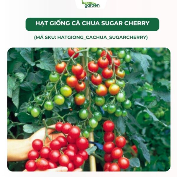 Hạt giống cà chua trái cây Sugar Cherry chính hãng