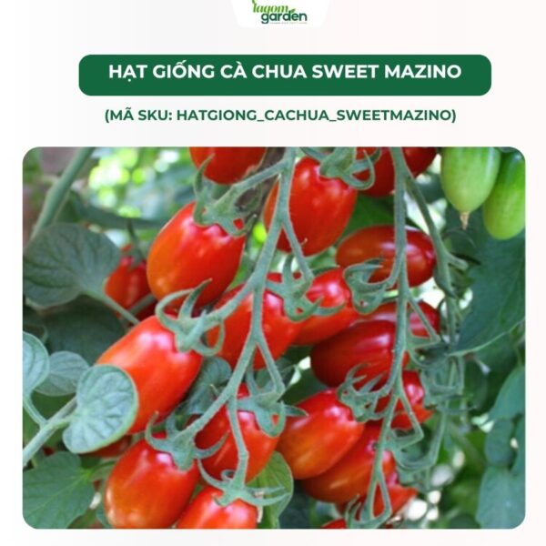 Hạt giống cà chua siêu ngọt Sweet Mazino chính hãng