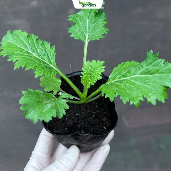 Combo 10 Chậu Cải bốn mùa hữu cơ chậu nhỏ