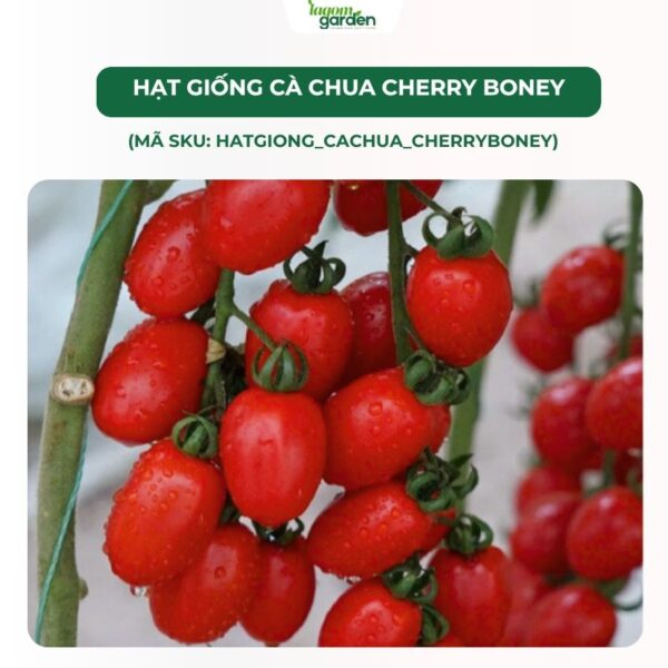 Hạt giống cà chua Cherry Boney chính hãng