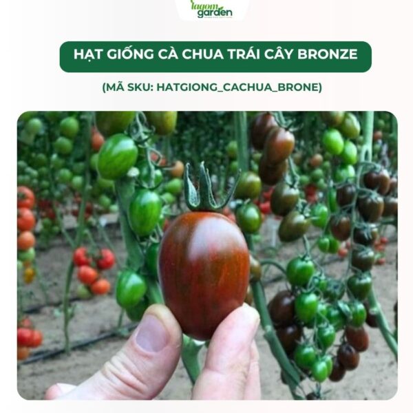 Hạt giống cà chua trái cây Bronze chính hãng