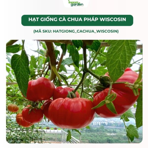 Hạt giống cà chua pháp Wiscosin chính hãng