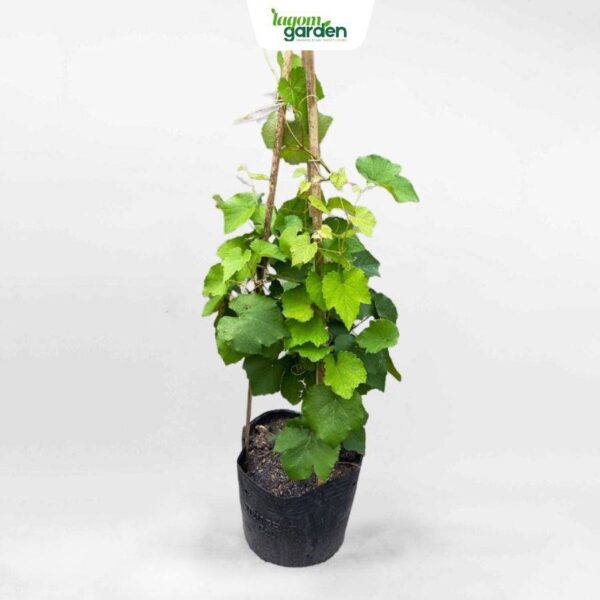 Cây nho xanh giống hữu cơ trồng chậu