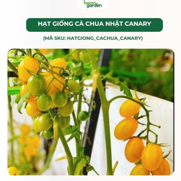 Hạt giống cà chua Nhật Bản Canary chính hãng