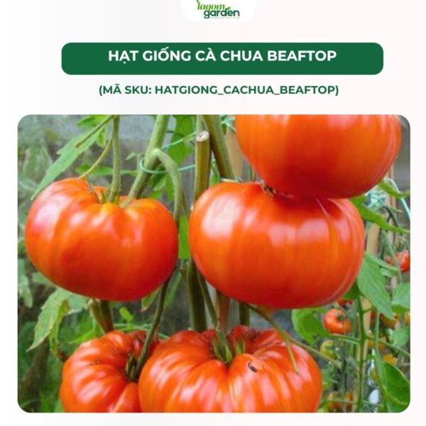 Hạt giống cà chua Beaf Top chính hãng