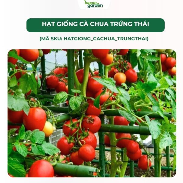 Hạt giống cà chua Trứng thái chính hãng