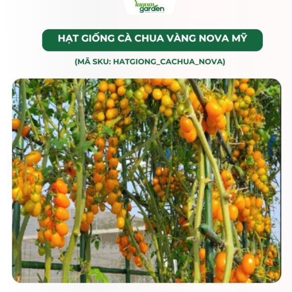 Hạt giống cà chua Nova Mỹ chính hãng