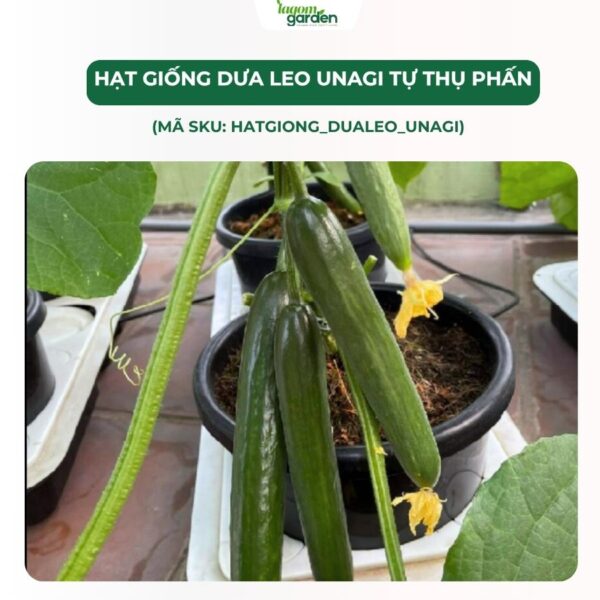 Hạt giống dưa leo Unagi tự thụ phấn chính hãng