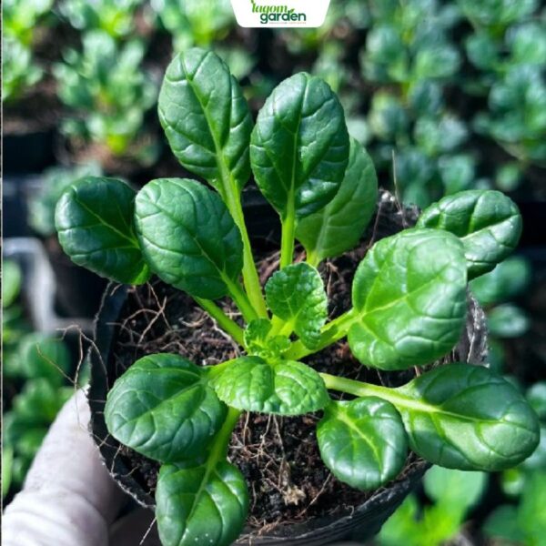 Combo 10 Chậu Cải hoa hồng Tatsoi hữu cơ chậu nhỏ