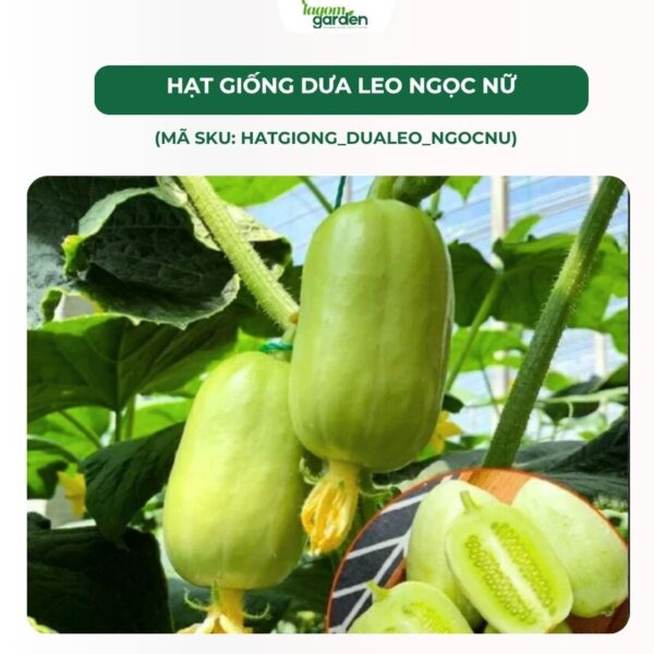 Hạt giống dưa leo ngọc nữ tự thụ phấn chính hãng