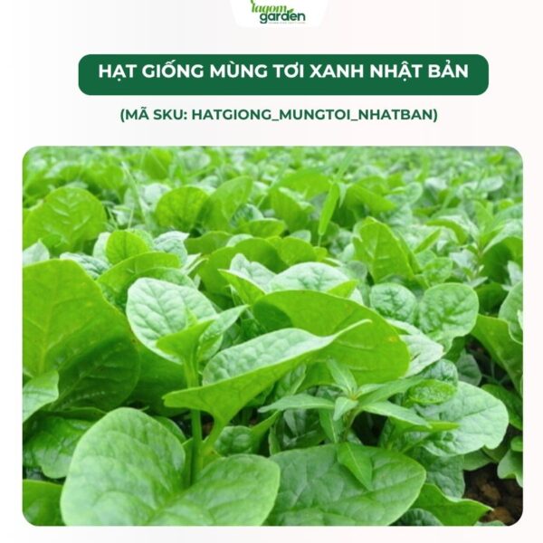 Hạt giống rau mùng tơi Nhật Bản chính hãng