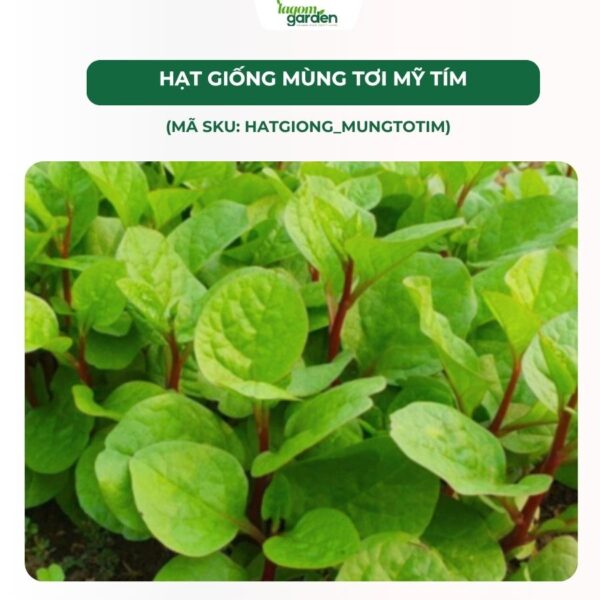 Hạt giống rau mùng tơi Mỹ tím chính hãng