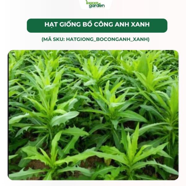 Hạt giống rau bồ công anh xanh chính hãng
