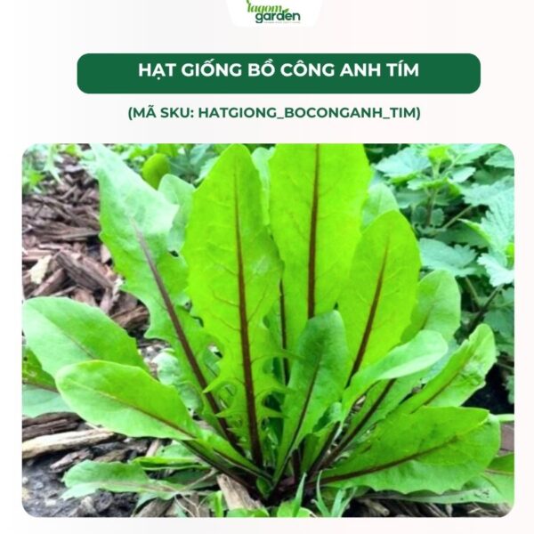 Hạt giống rau bồ công anh tím chính hãng