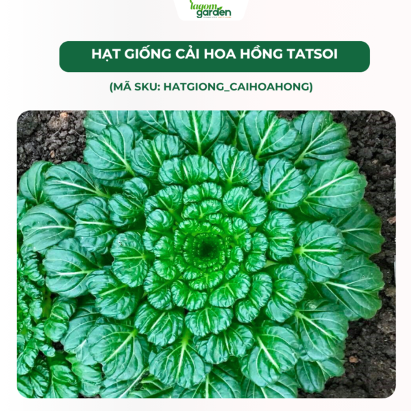 Hạt giống rau cải hoa hồng Tatsoi chính hãng