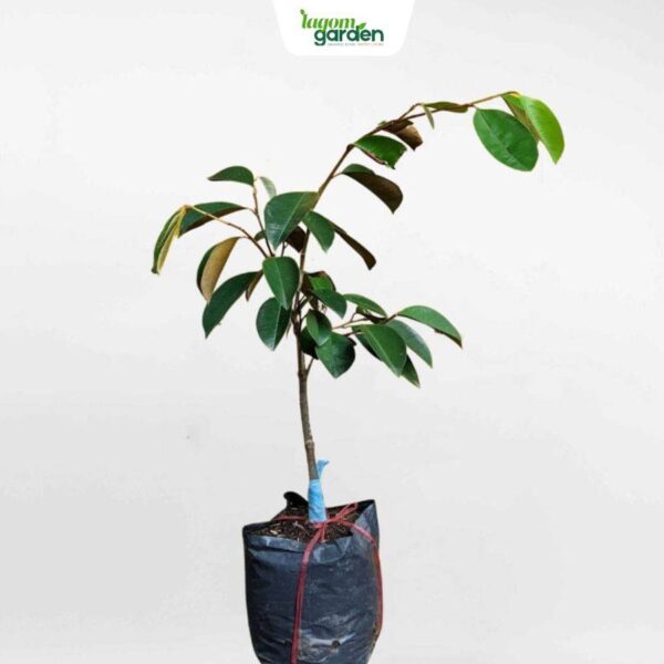 Cây vú sữa lò rèn giống hữu cơ trồng chậu