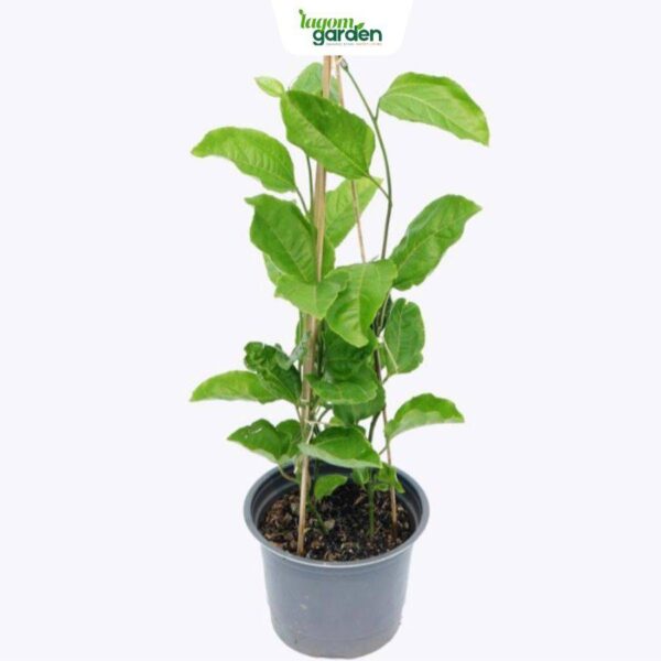 Cây chanh dây giống hữu cơ trồng chậu