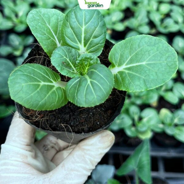 Comho 10 Cải bẹ shiro hữu cơ chậu nhỏ