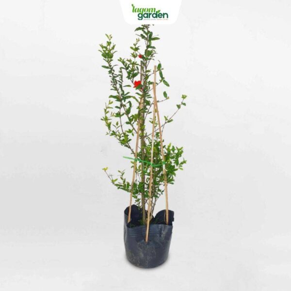 Cây lựu đỏ ấn độ giống hữu cơ trồng chậu