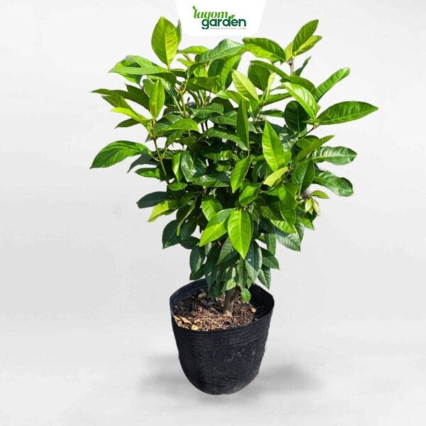 Cây lá vối giống hữu cơ trồng chậu