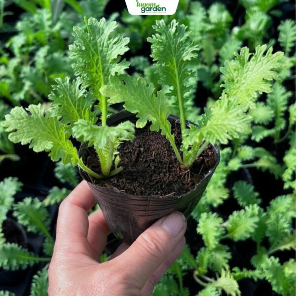 Combo 10 cải wasabi hữu cơ chậu nhỏ trồng tại nhà