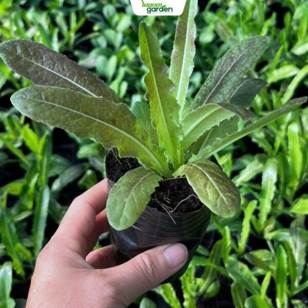 Combo 10 chậu rau tiến vua hữu cơ chậu nhỏ