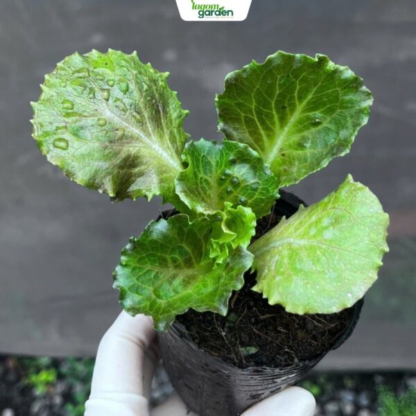 Combo 10 Xà lách Magenta chậu nhỏ