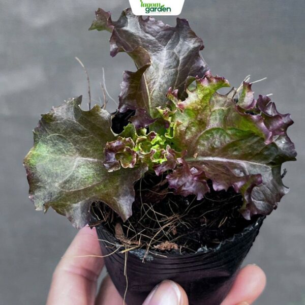 Combo 10 xà lách xoăn tím hữu cơ chậu nhỏ trồng tại nhà