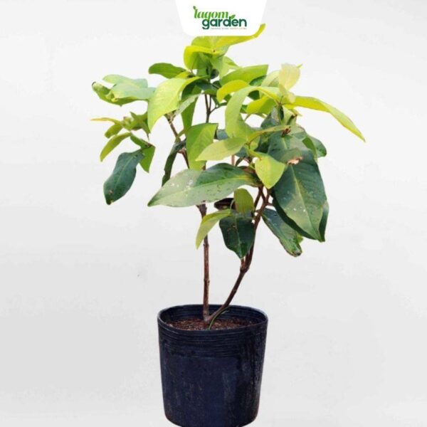 Cây mận tam hoa giống hữu cơ trồng chậu